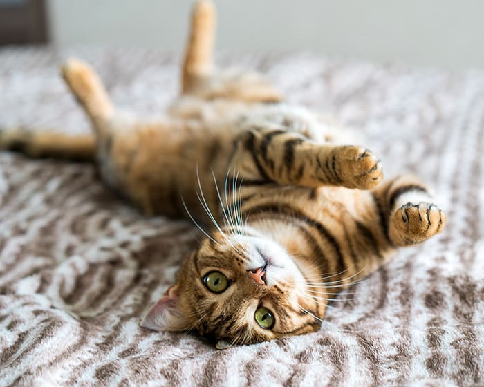 Boarding for Cats & Dogs, Houston County Vet