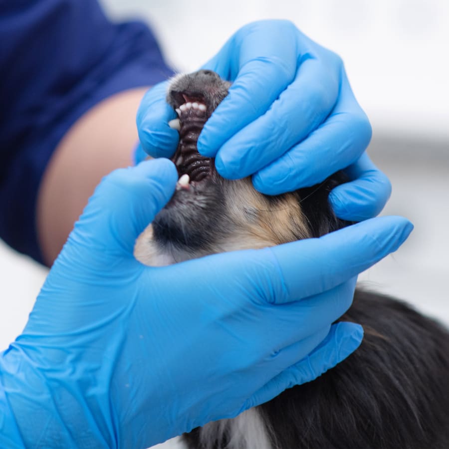 Dog Dental Care, Houston County Veterinary Dentistry