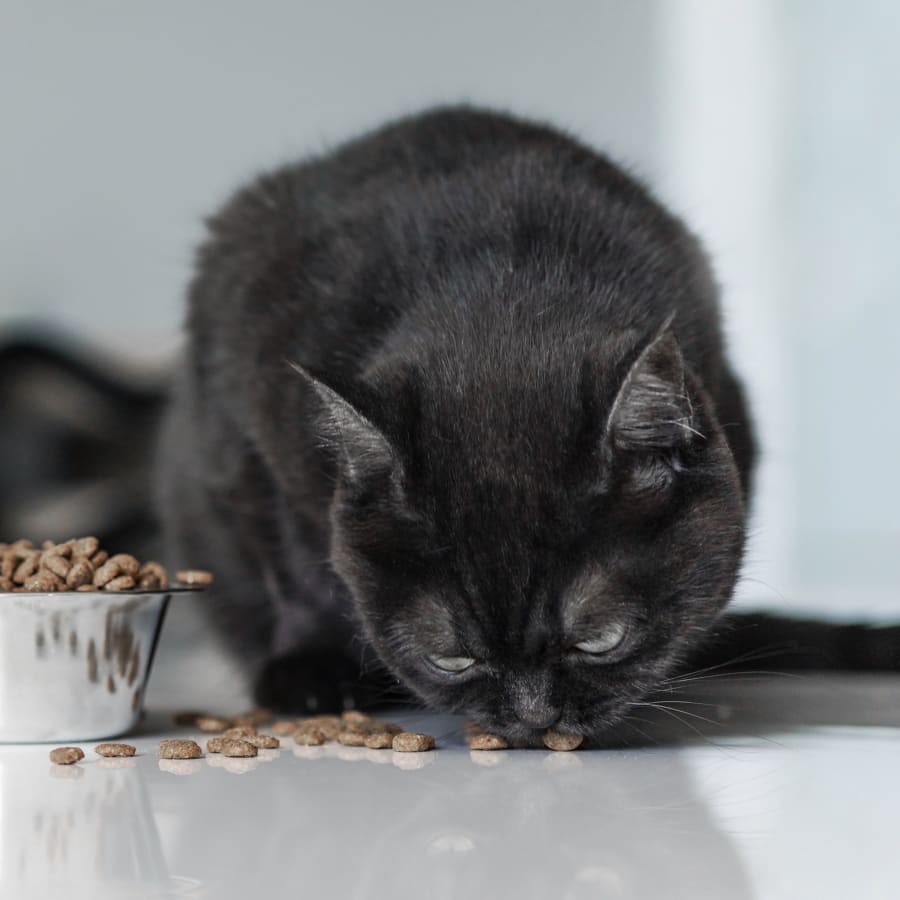 Cat Nutrition Counseling in Houston County