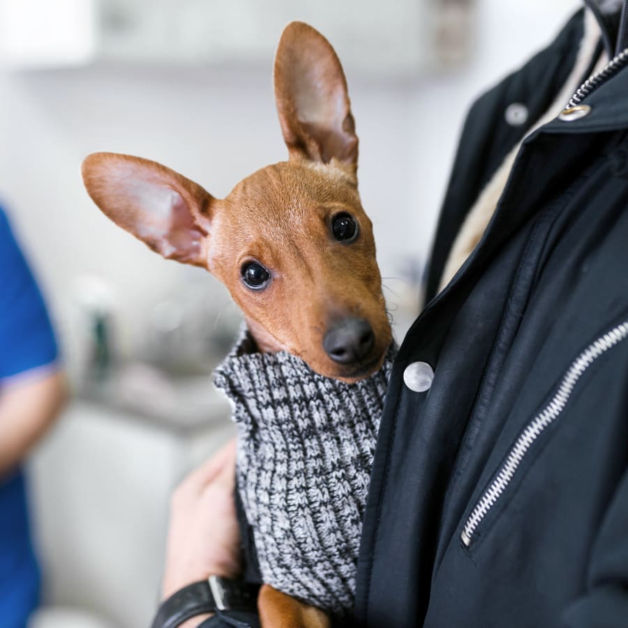 Pet Vaccinations in Houston County